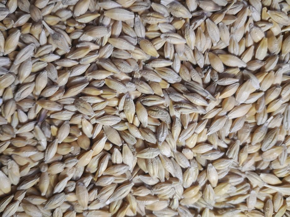 Orzoaica de primavară