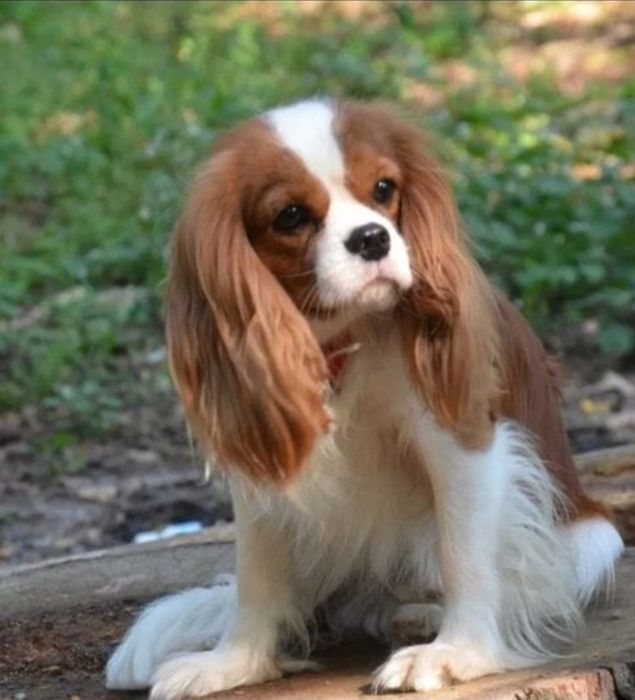 Кавалер кинг чарлз шпаньол