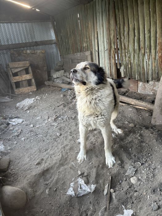 Алабай мен казахи шатыс