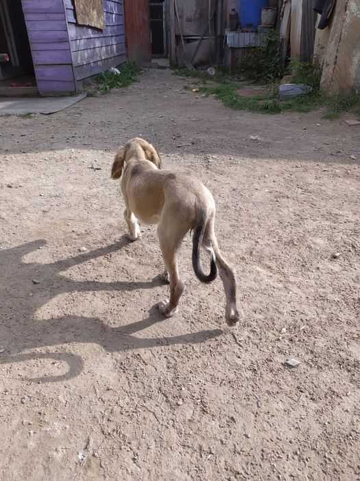 Продам щенка тазы