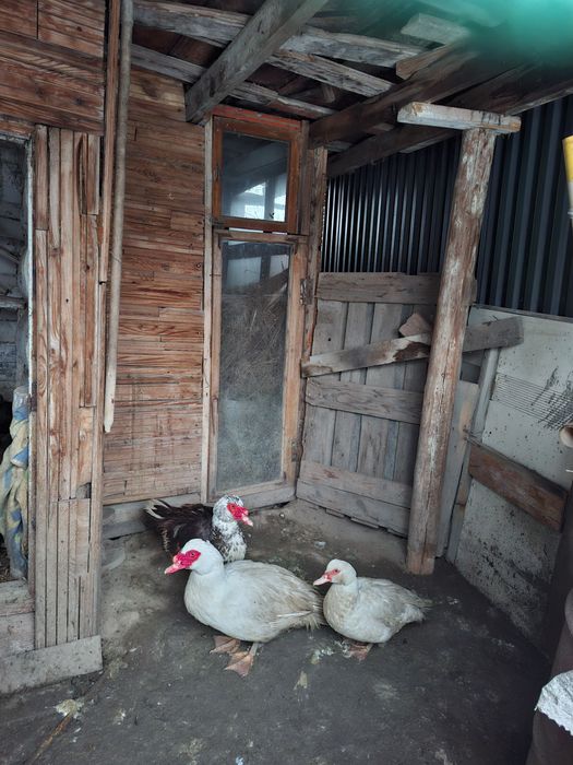 Индоутки не инкубаторские