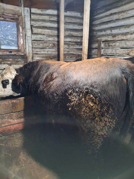 Продам крупно рогатый скот