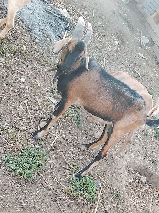 теке альпийская гмз