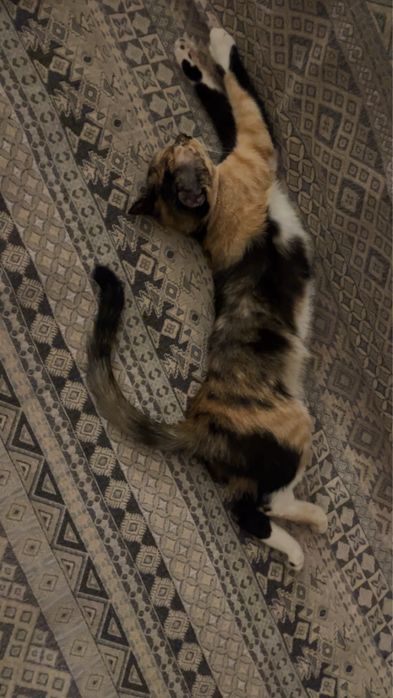 Отдаем кошку,без породы