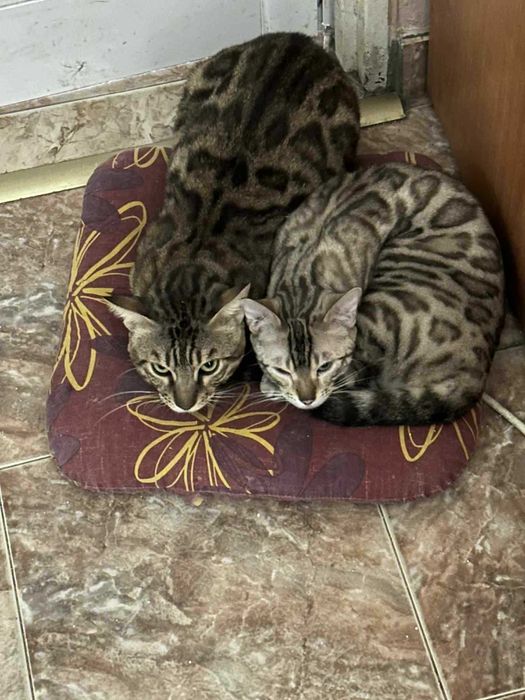 Бенгалски котета