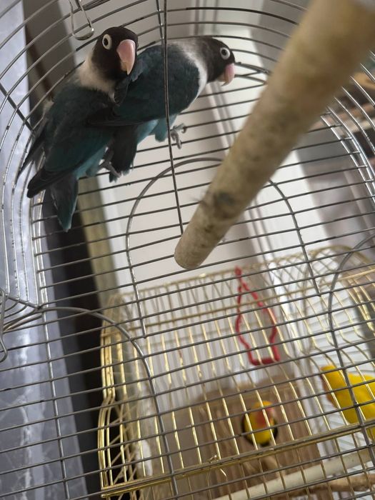 Продам папугай неразлучный