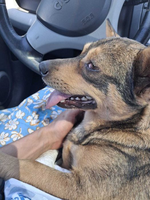 donez catelusa 10-11 luni