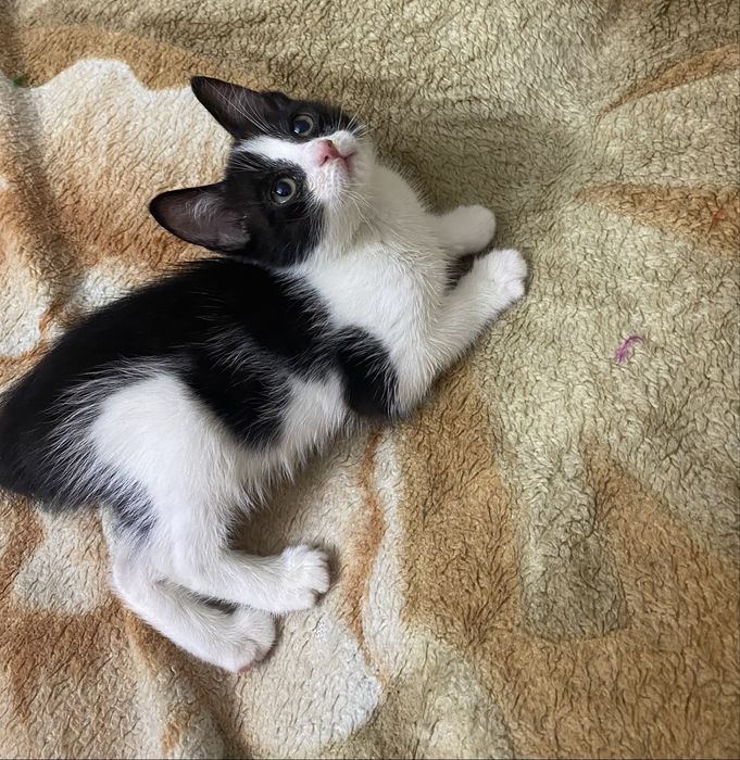 Отдам котенка 1 месяц