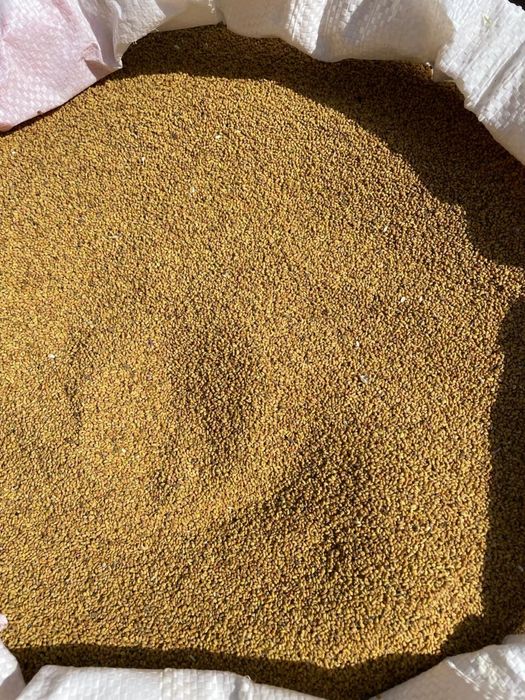 Семена (жоңышқа ұрық 1-сорт, 1-орым)