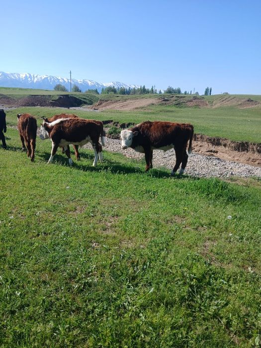 Ақ  бас падсостар