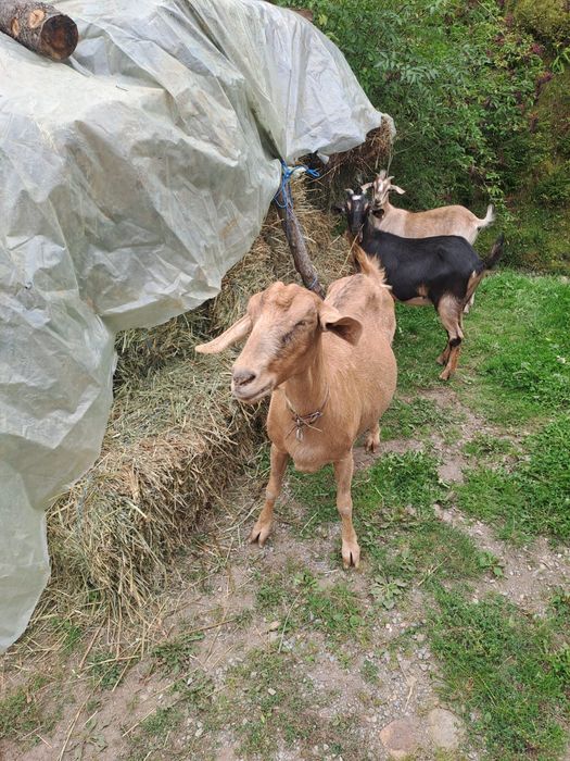 Vand capre anglonubiene