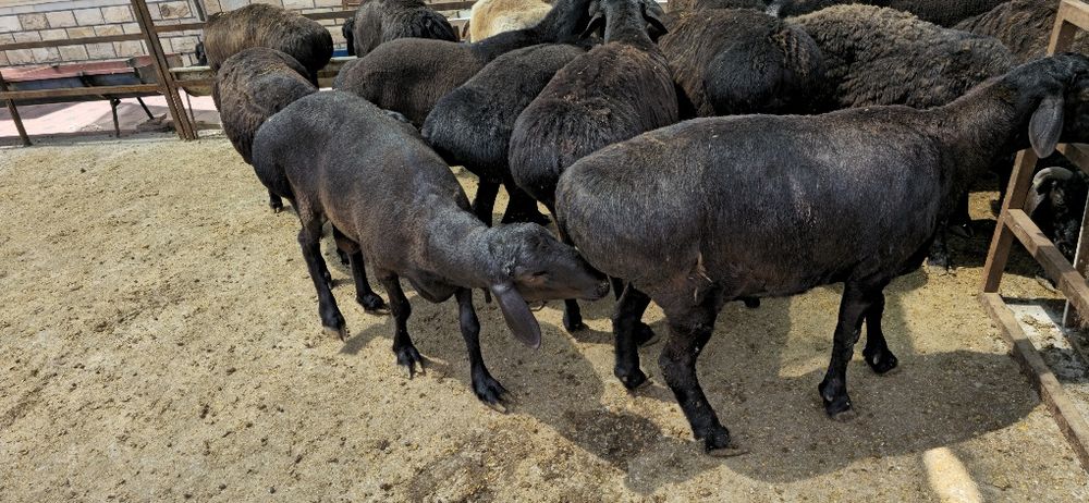 Qassob xizmati mol qoy soyish xizmati