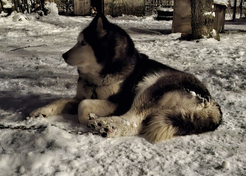 Donez câini care dețin carnet de vaccinare