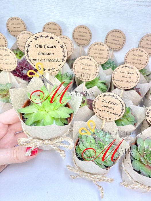 Сукуленти,подаръци за гости,кръщене,подаръци за гостите,подаръци цветя