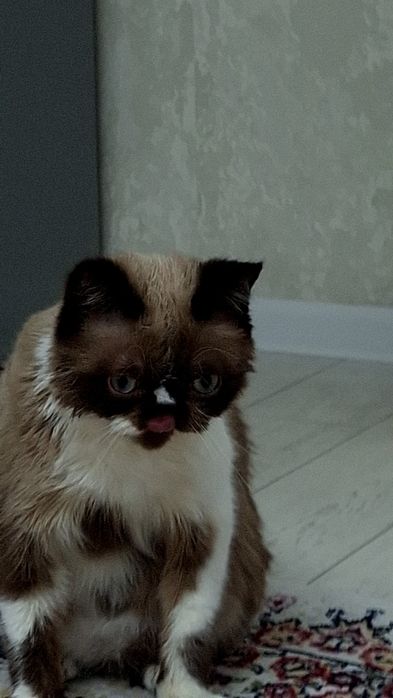 Кот Экзот 8- месяцев