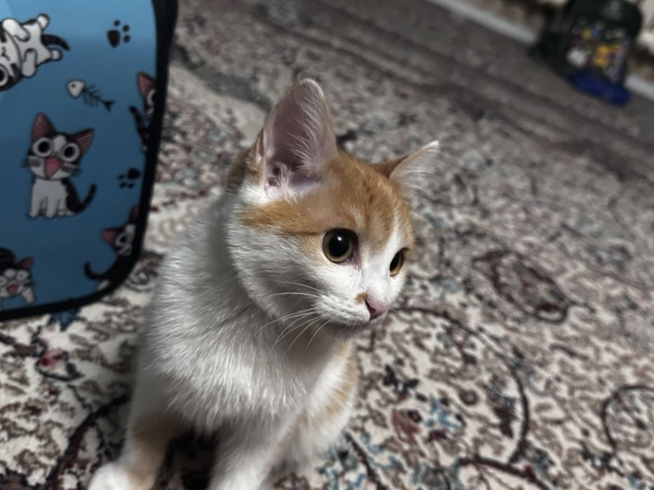 Uy mushugi Домашний котенок