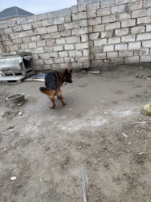 немецкая овчарка