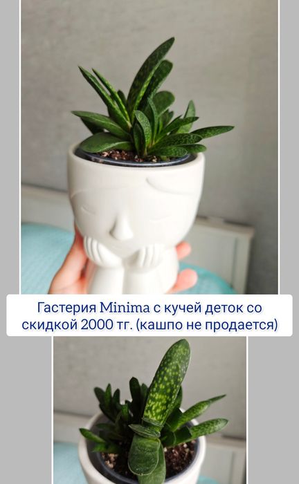 Хавортия гастерия суккуленты комнатные цветы