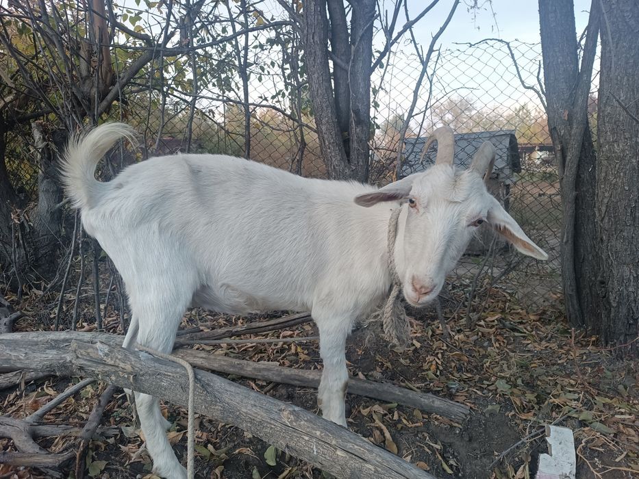 Продается коза и козёл