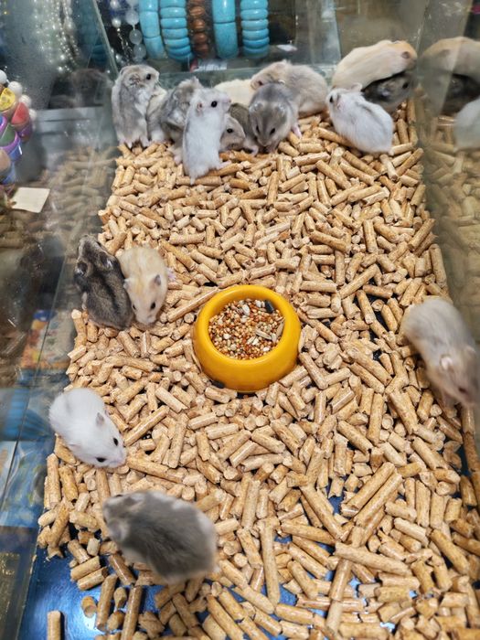 Хомяк Джунгарский