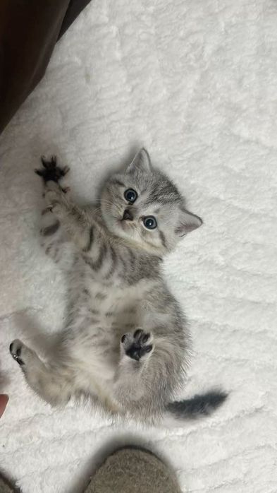 Британский короткошерстный котенок
