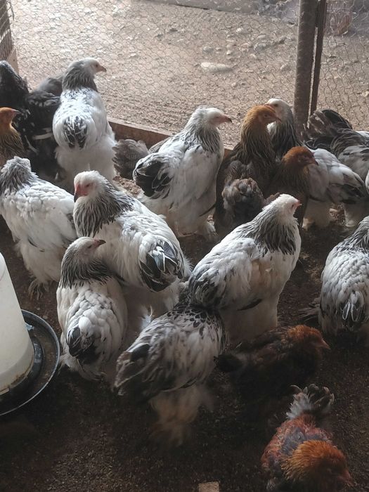 Brahma si cochinchina pui disponibili