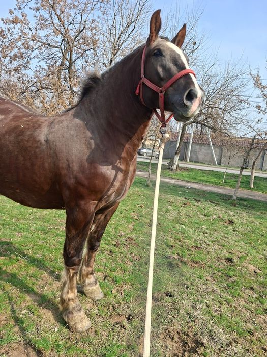 Продам супер кобылу