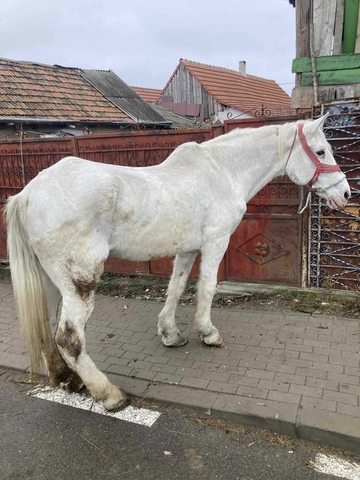 Iapã de vânzare !!!
