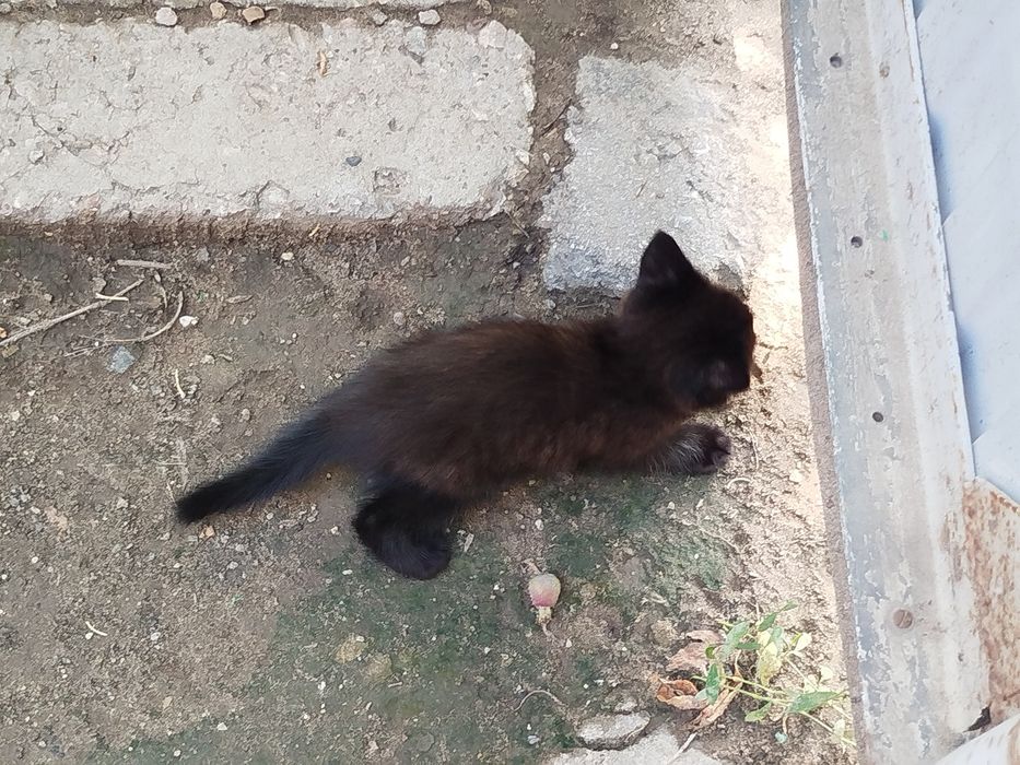 Котёнок ищет дом