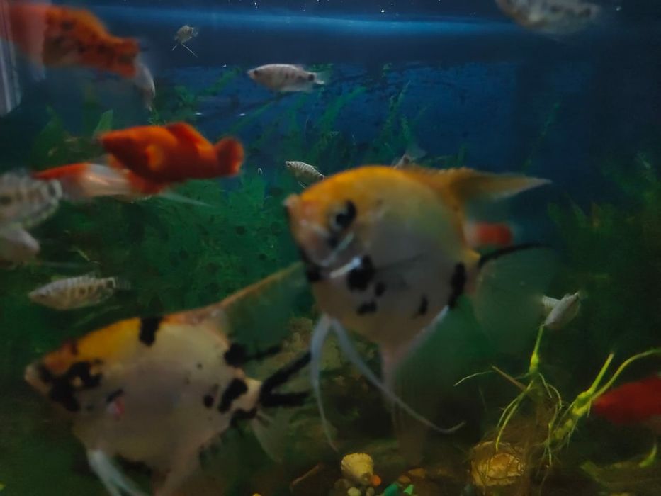 Домашние рыбки для аквариума