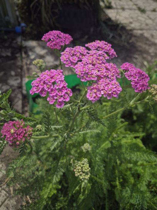 Продам растения с дачи