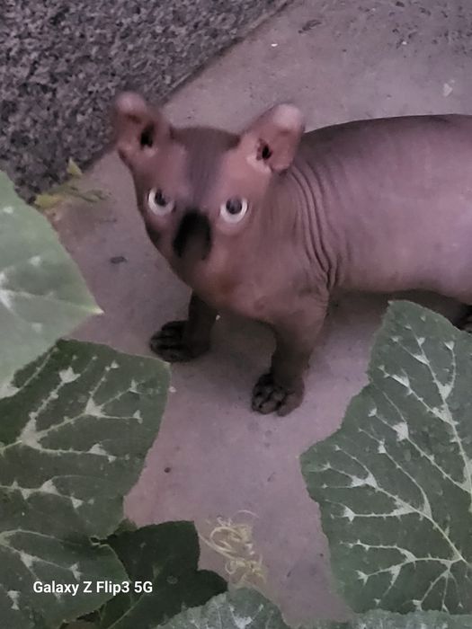 Вязка .Ташкент .Сфинкс Эльф