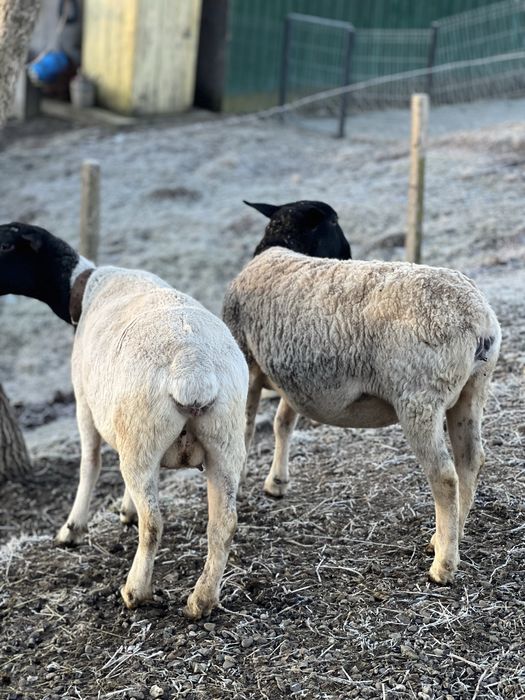 Oi Dorper Originale!