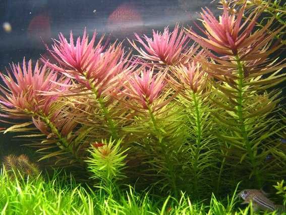 Лимнофила ароматика