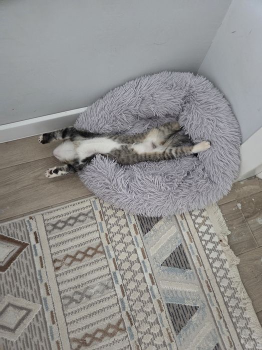 Отдам котёнка мальчика