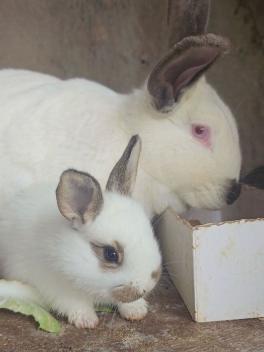Продаються домашние кролики