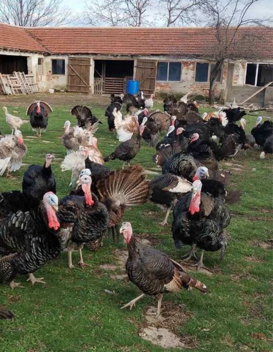 МЛАДИ! Пуйки/Пуяци за клане и разплод