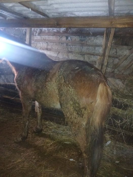 Продам готовый тай кобылка