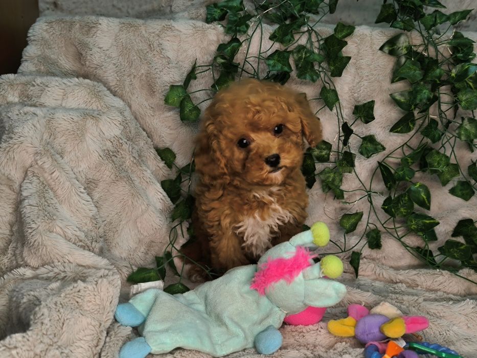 Vand fetita Pudel rosu toy / pitic