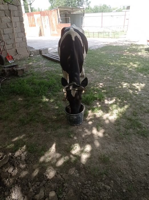 Сиыр бордақыға, қысыр