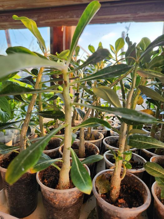 Адениум комнатные цветы