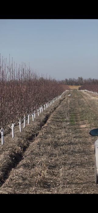 Яблоневый сад 5 га