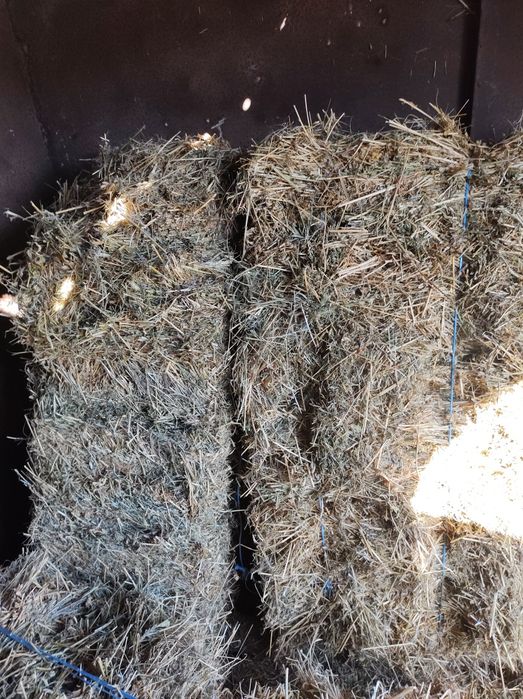 Чисти Бали люцерна