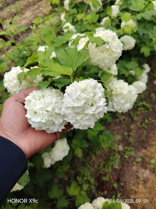 Бульдонеж Viburnum opulus