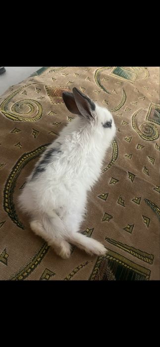 Декоративный кролик