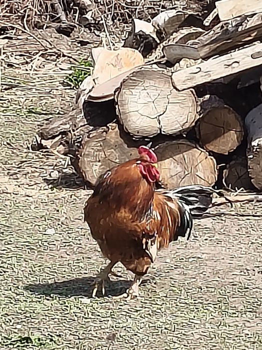 Продам домашних петухов
