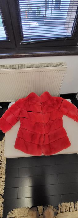 Haina blana rex chinchila