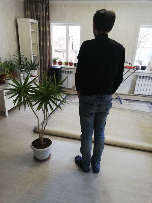 Цветы комнатные в горшках