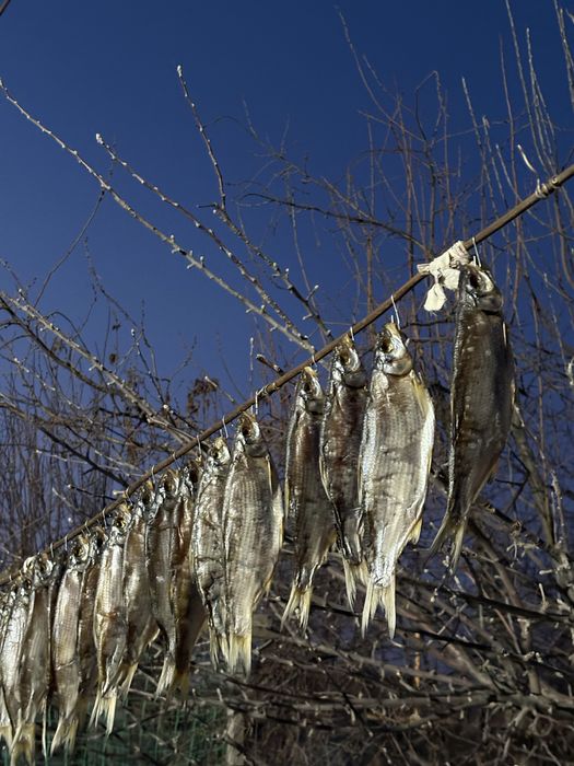 Рыба «Рыбец».