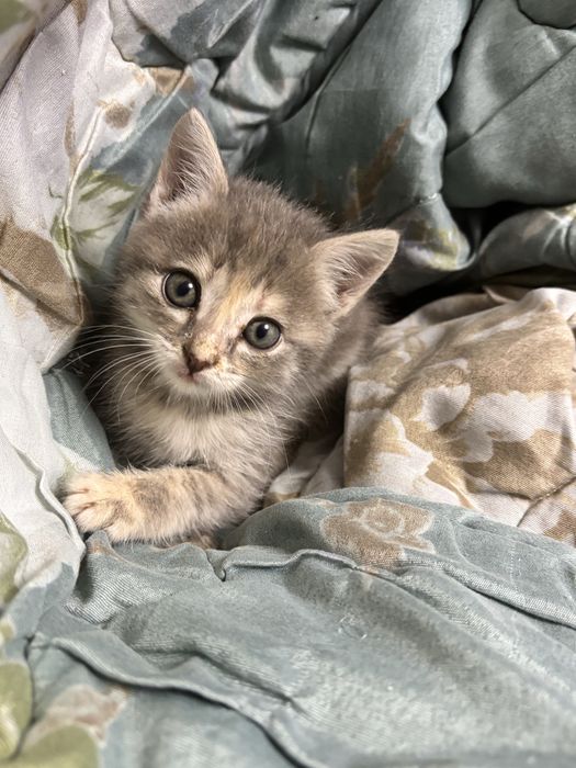 Отдам домашних котят